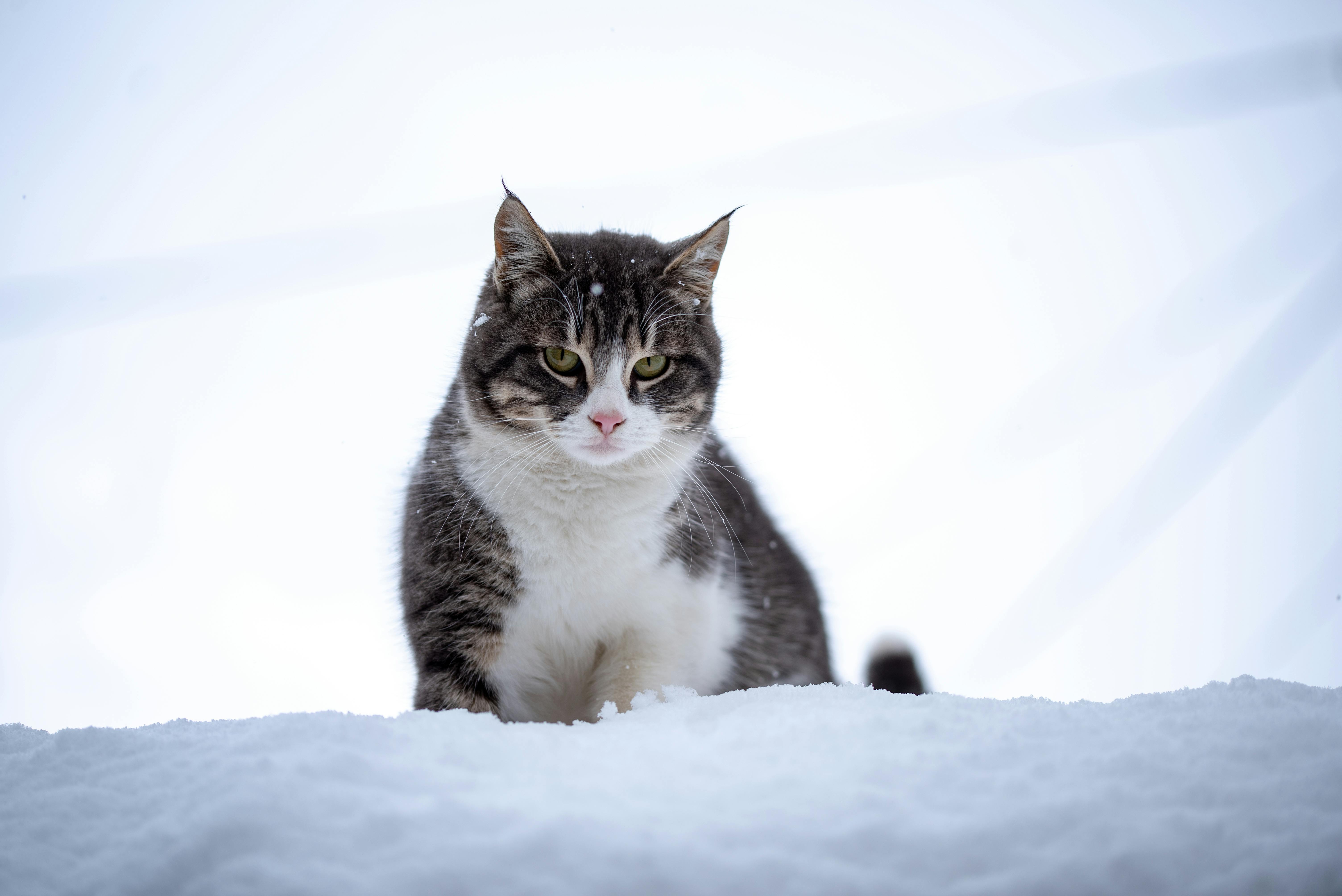 A Gray and White Tabby Cat on Snow