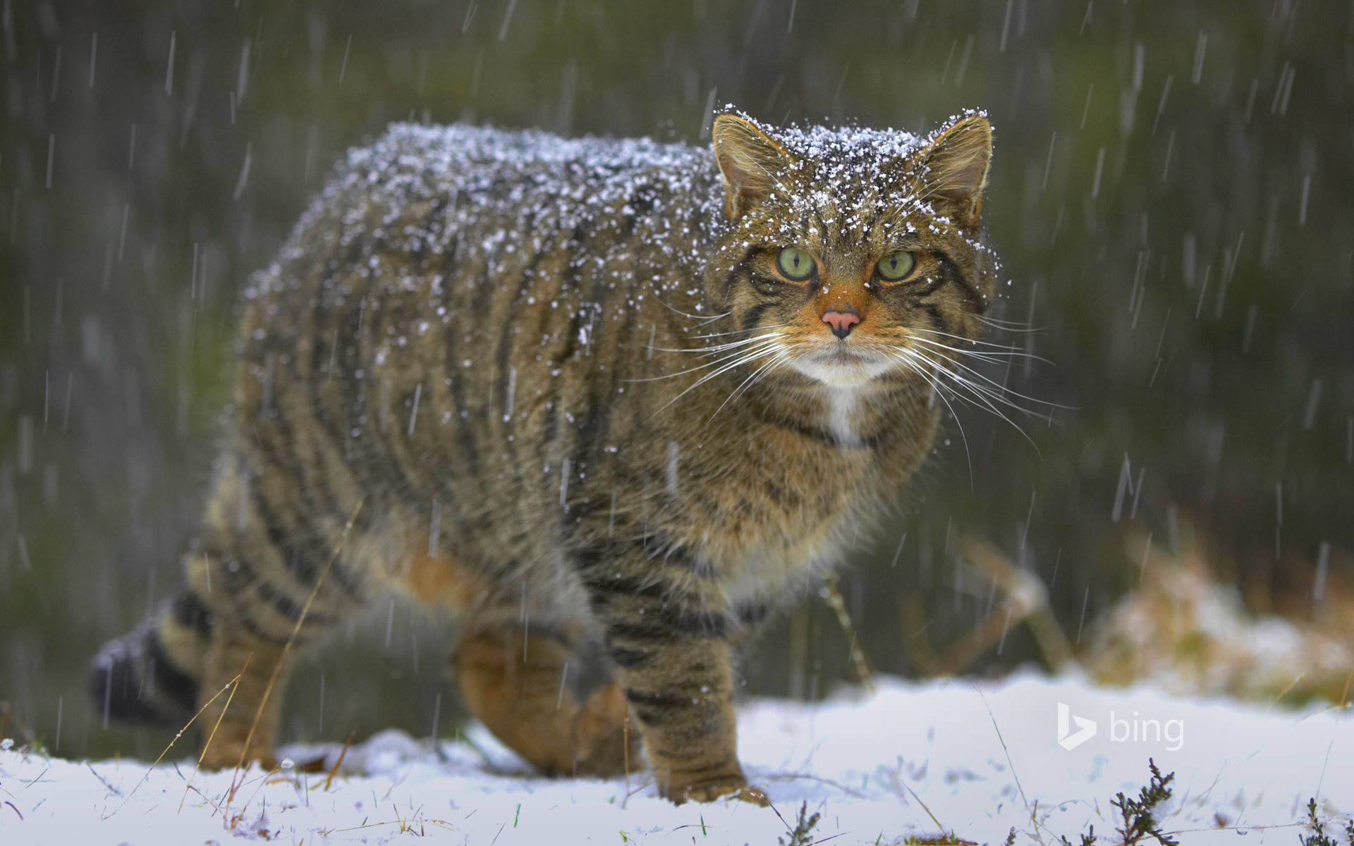 Wallpaper cat, snow, nature, Scotland