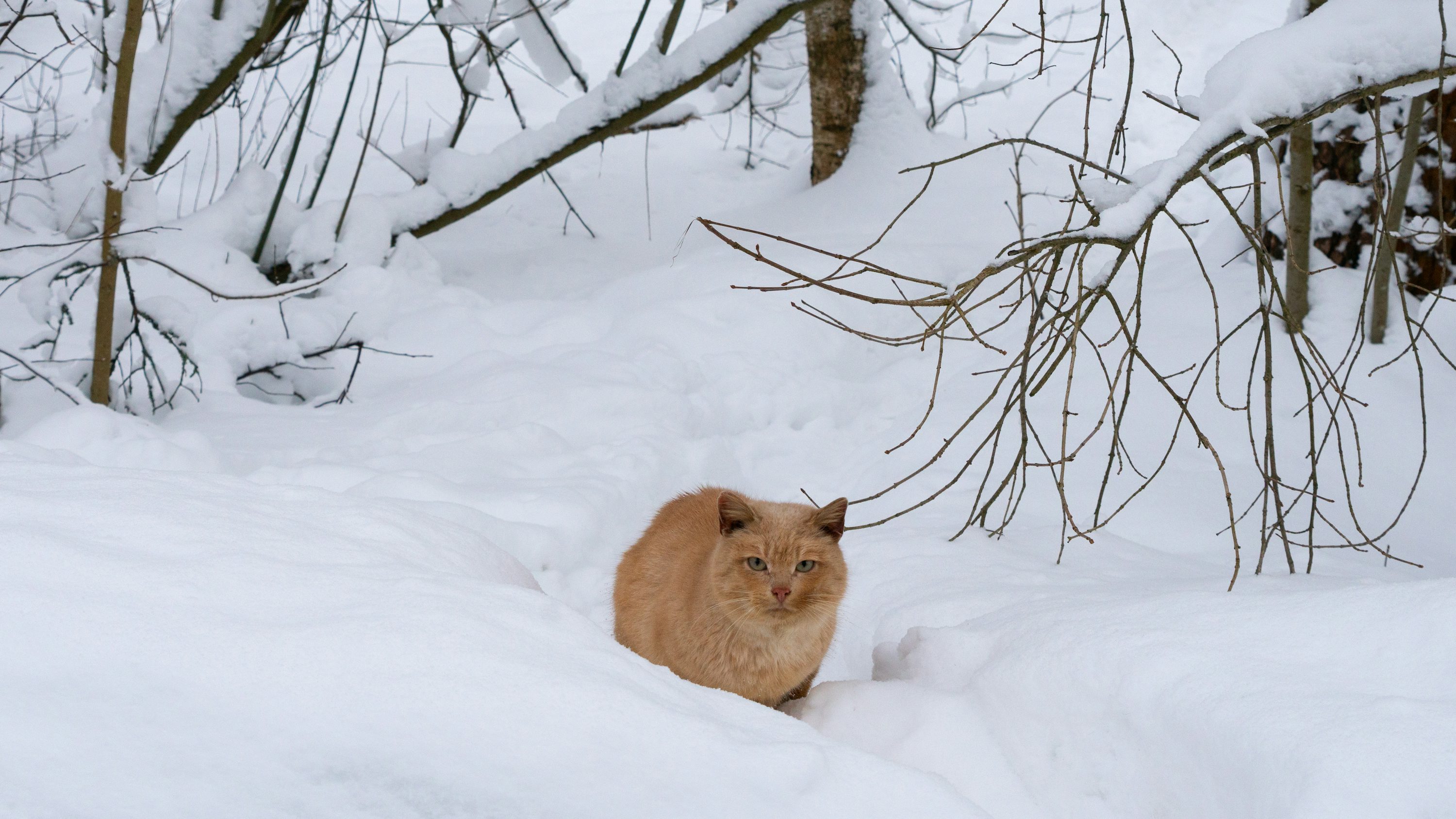 An orange cat is sitting in the snow