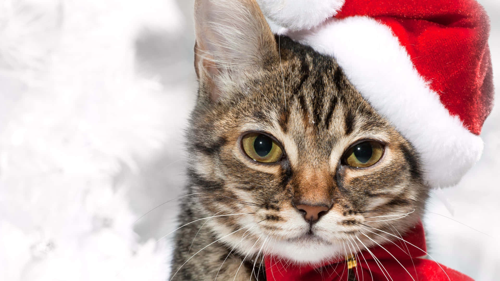 Download Precious Christmas Cat Picture