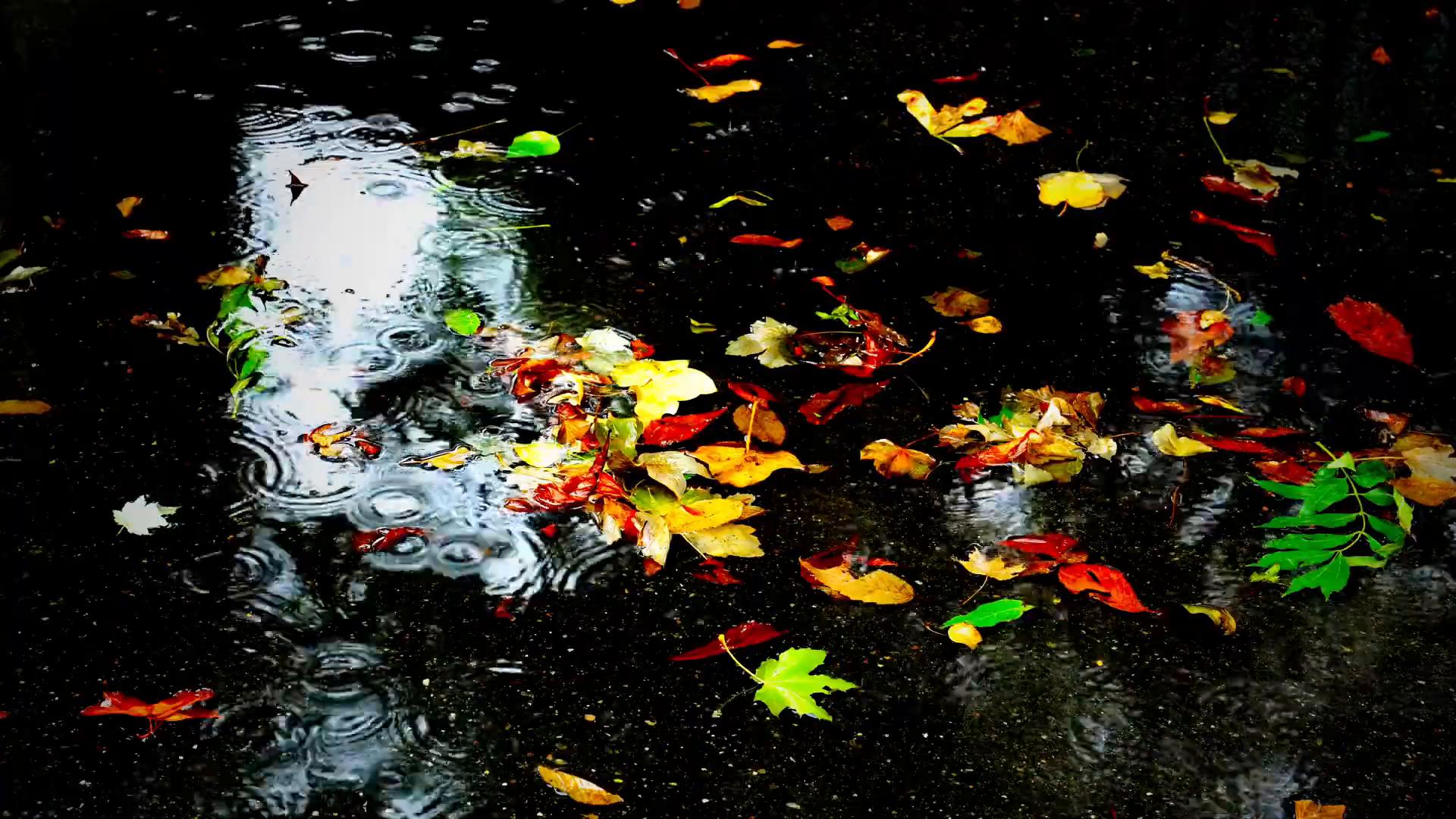 Autumn Rain Live Wallpaper
