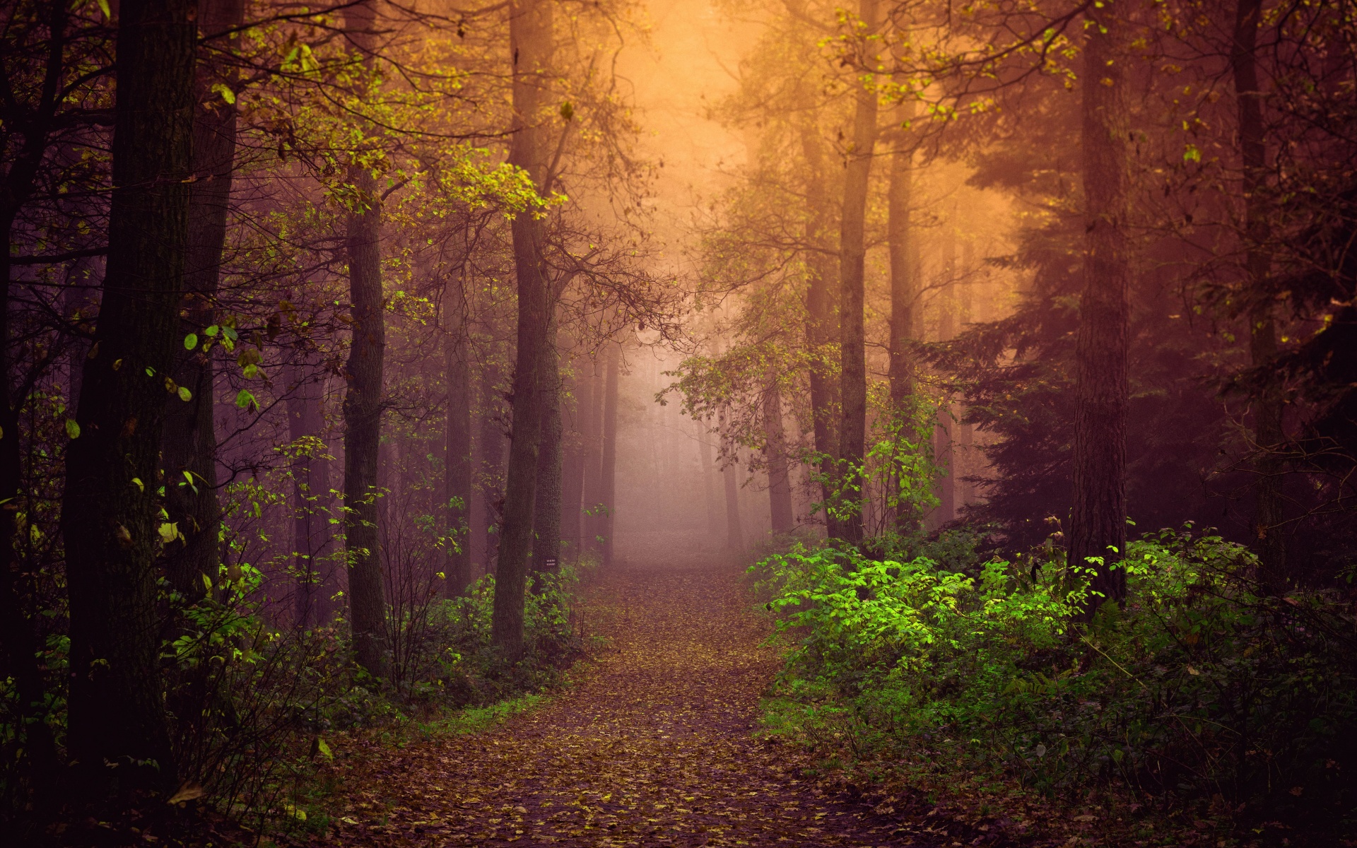 Autumn Wallpaper 4K, Mist, Forest, Path