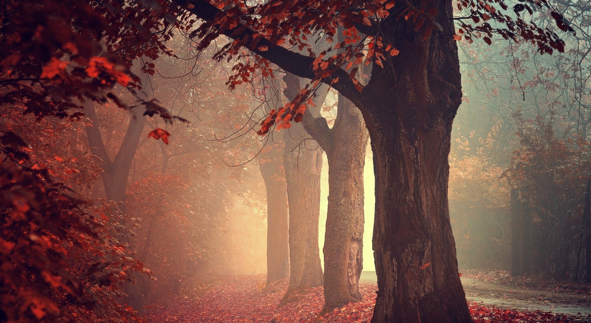 Fall Tree Fog Nature Forest Wallpaper