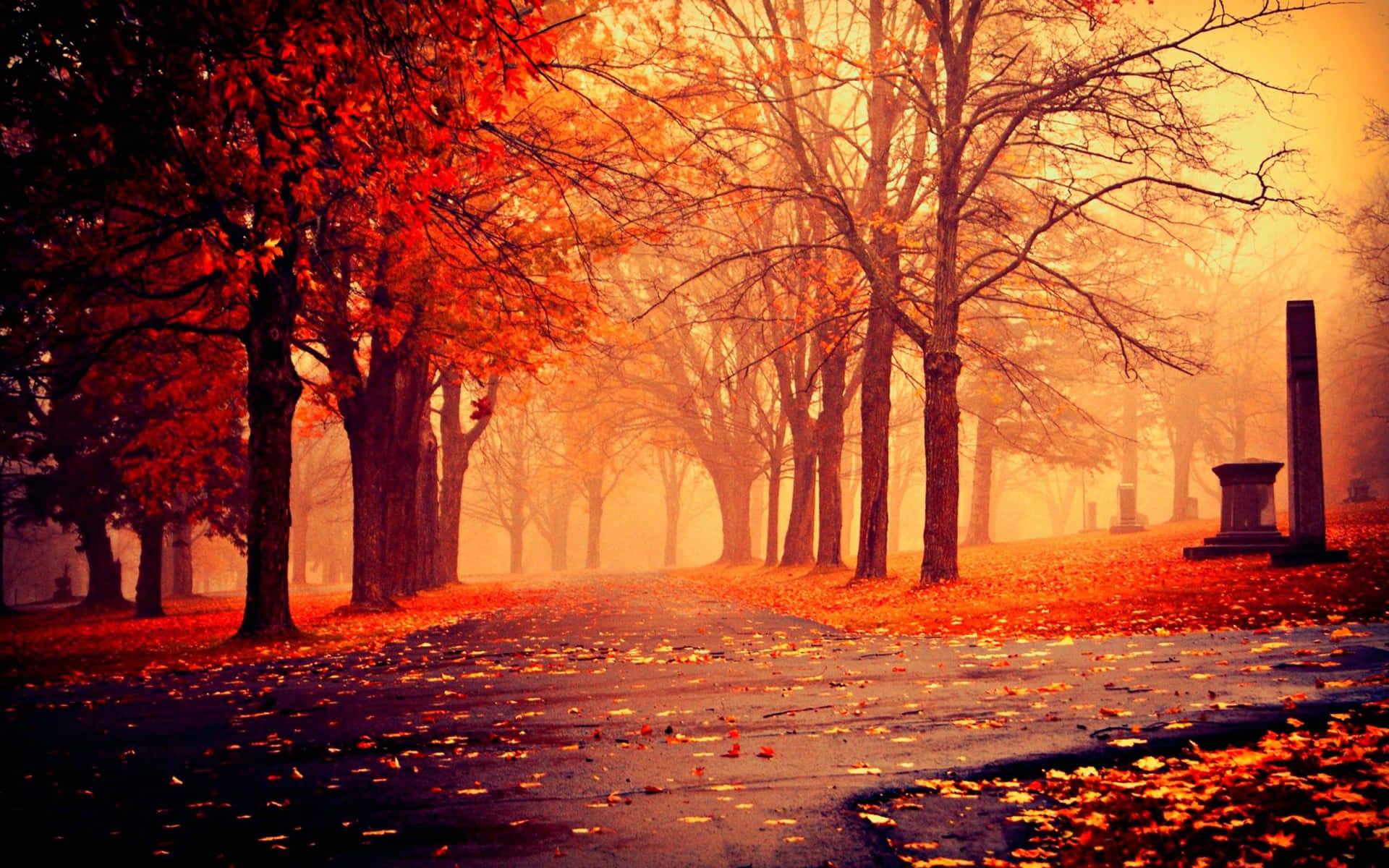 Download A Road With Trees Wallpaper