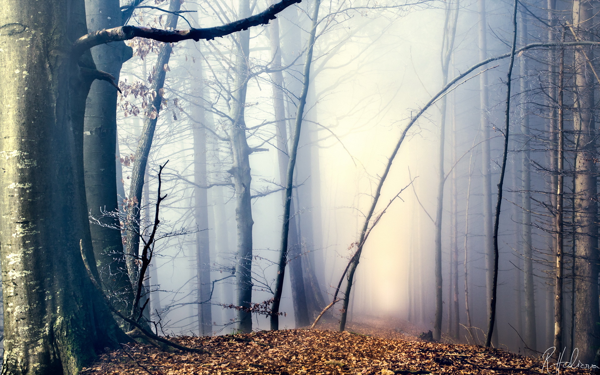 Wallpaper autumn, forest, nature, fog