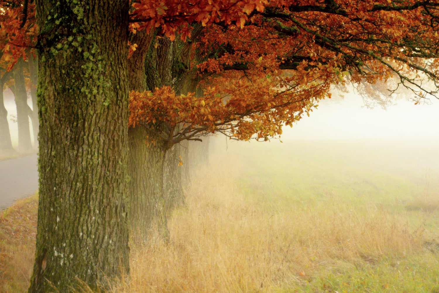 Wall Mural Photo Wallpaper Autumn Fog