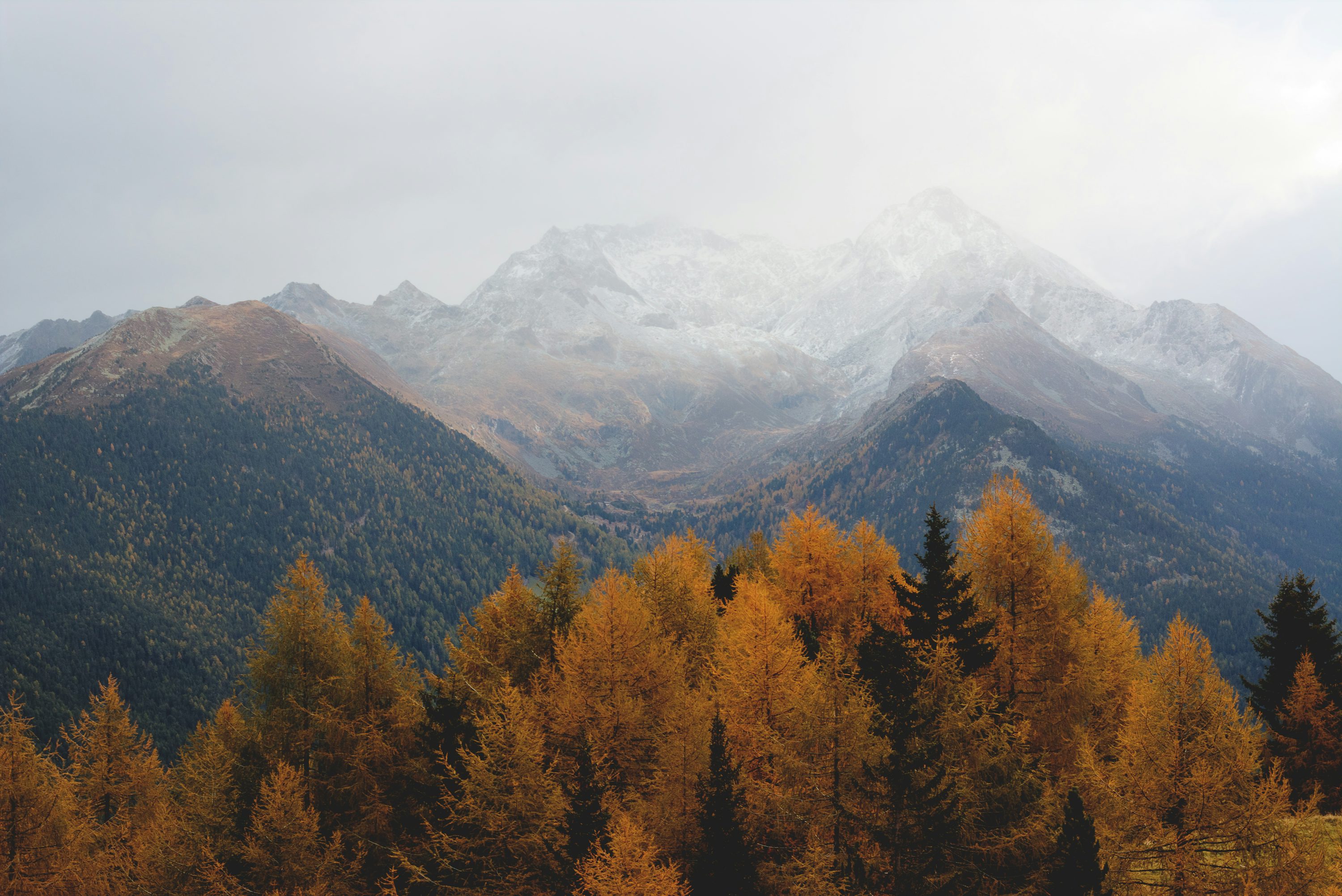Brown and green trees overlooking fog