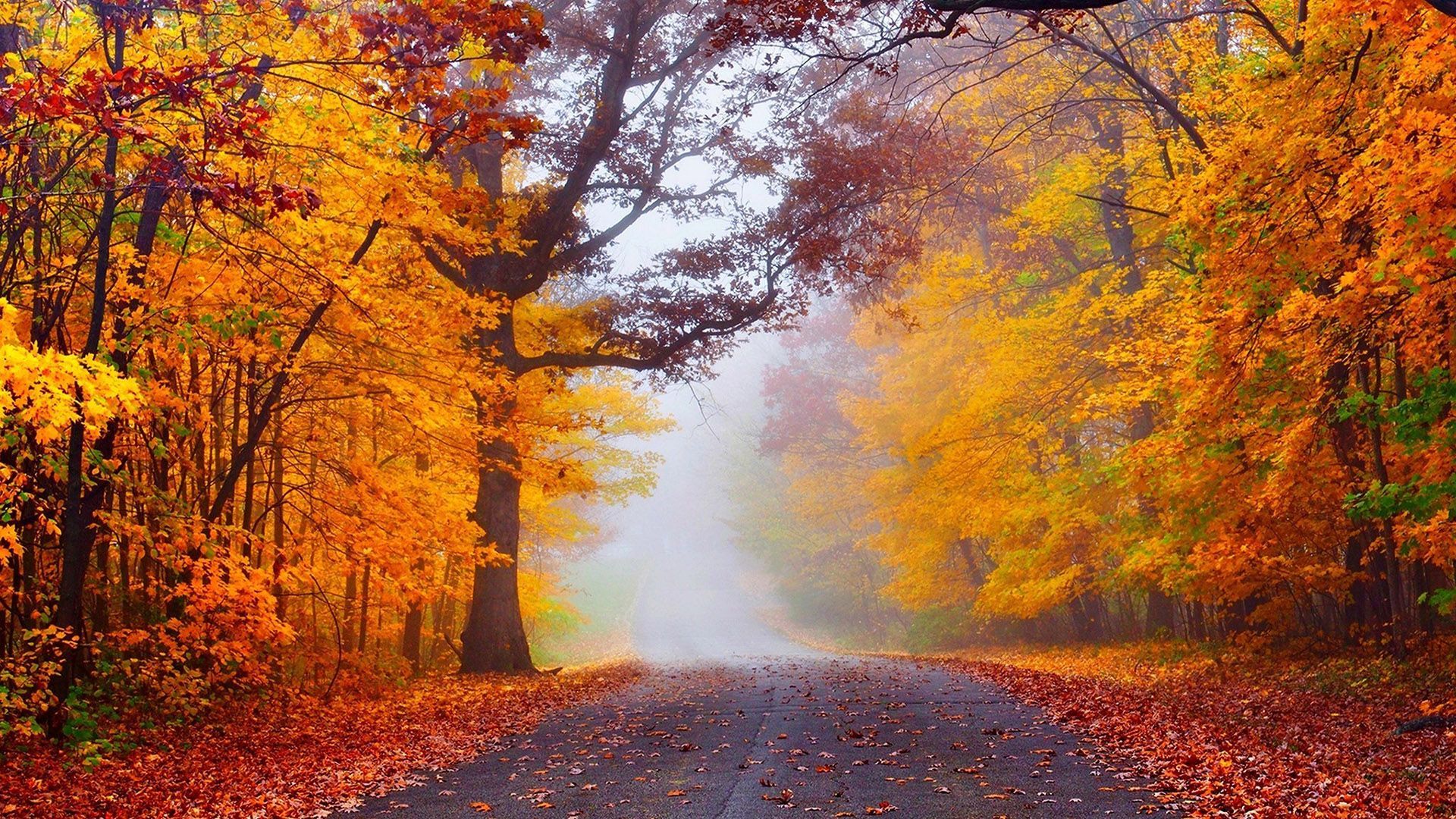 HD desktop wallpaper: Road, Forest