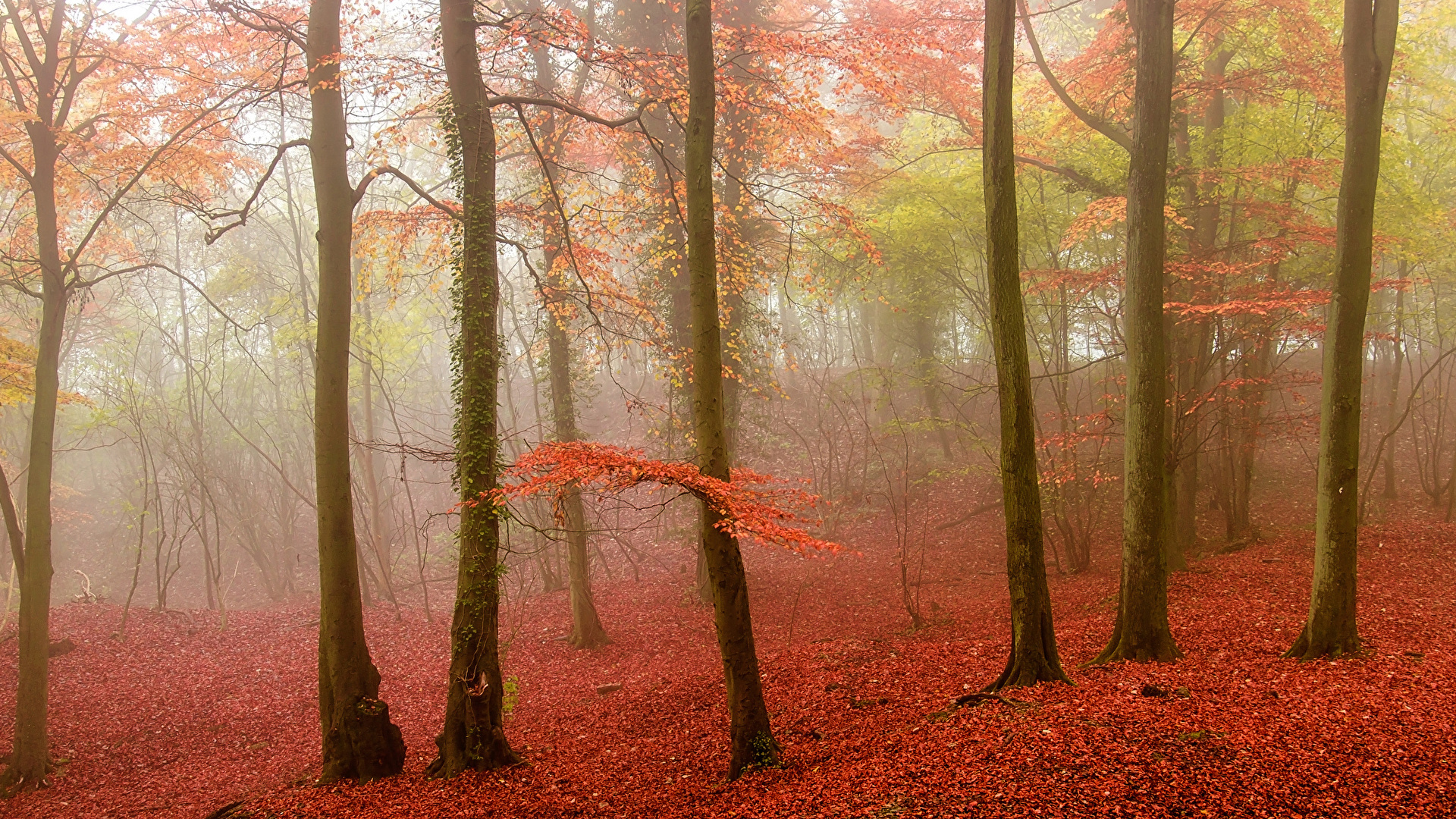 Wallpaper Fog Autumn Nature forest