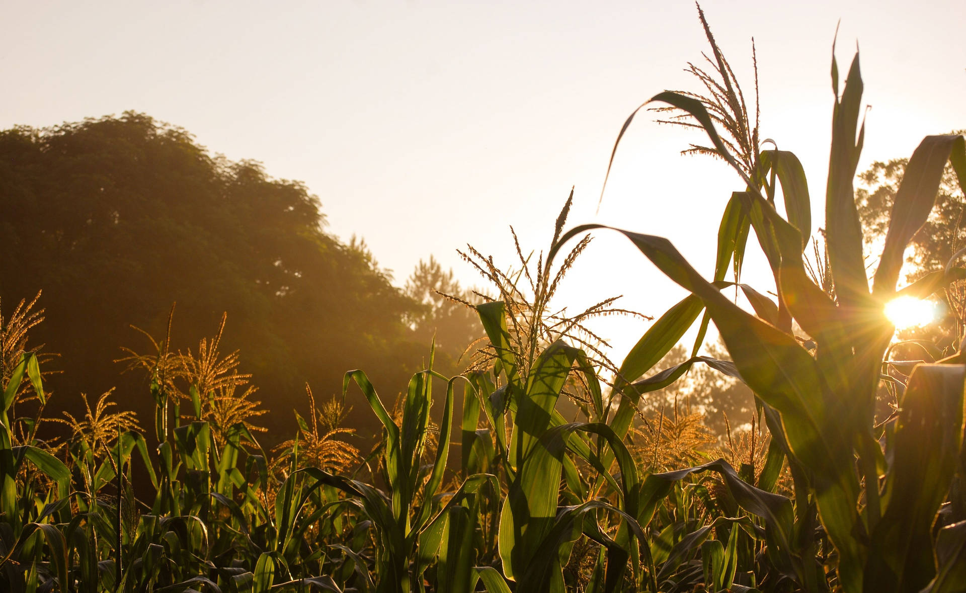 Download Sunny Corn Field Wallpaper