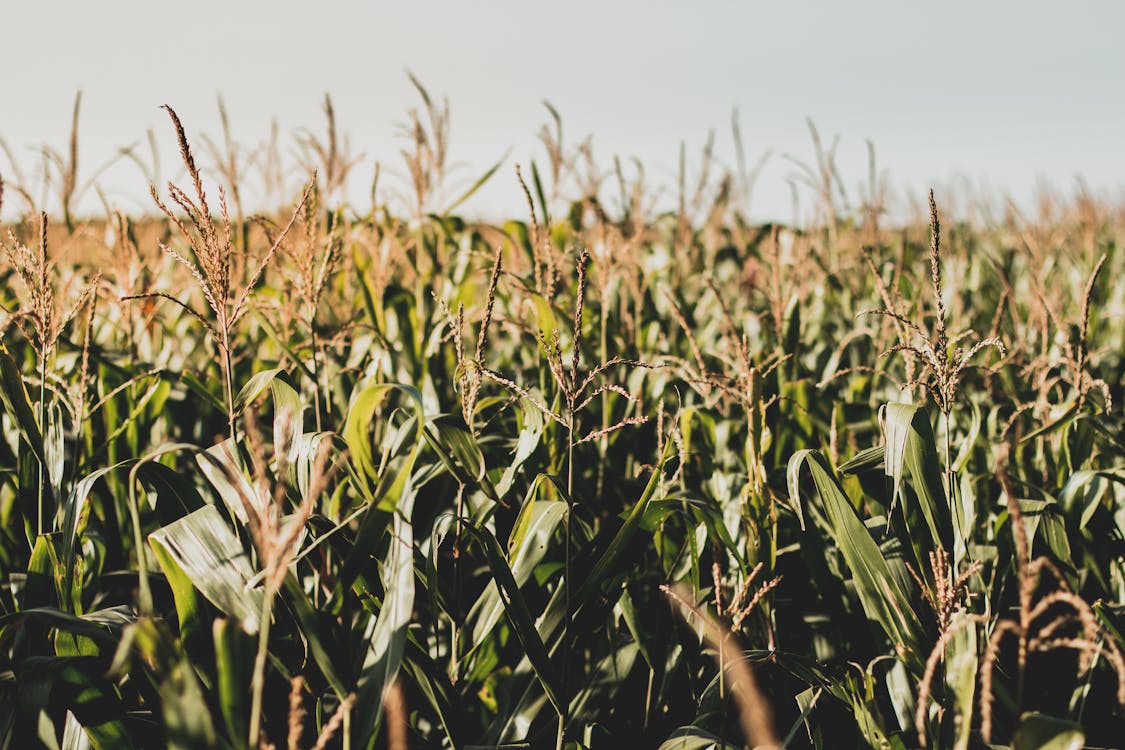 Photo of Corn Field · Free