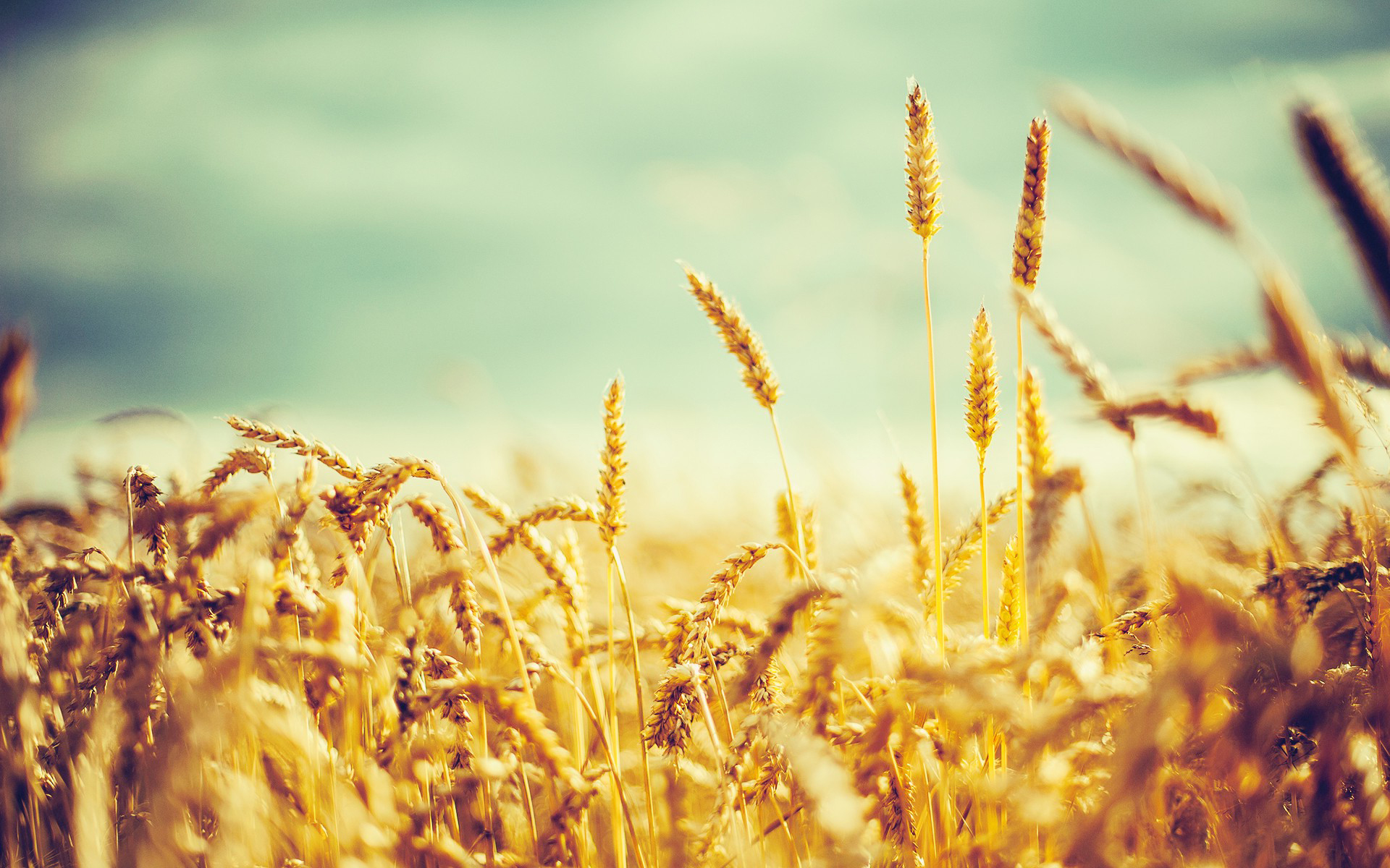 Download Nature Cornfield HD Wallpaper