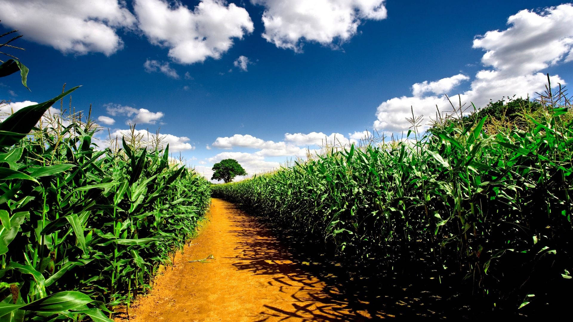 Download Road On Corn Field Wallpaper
