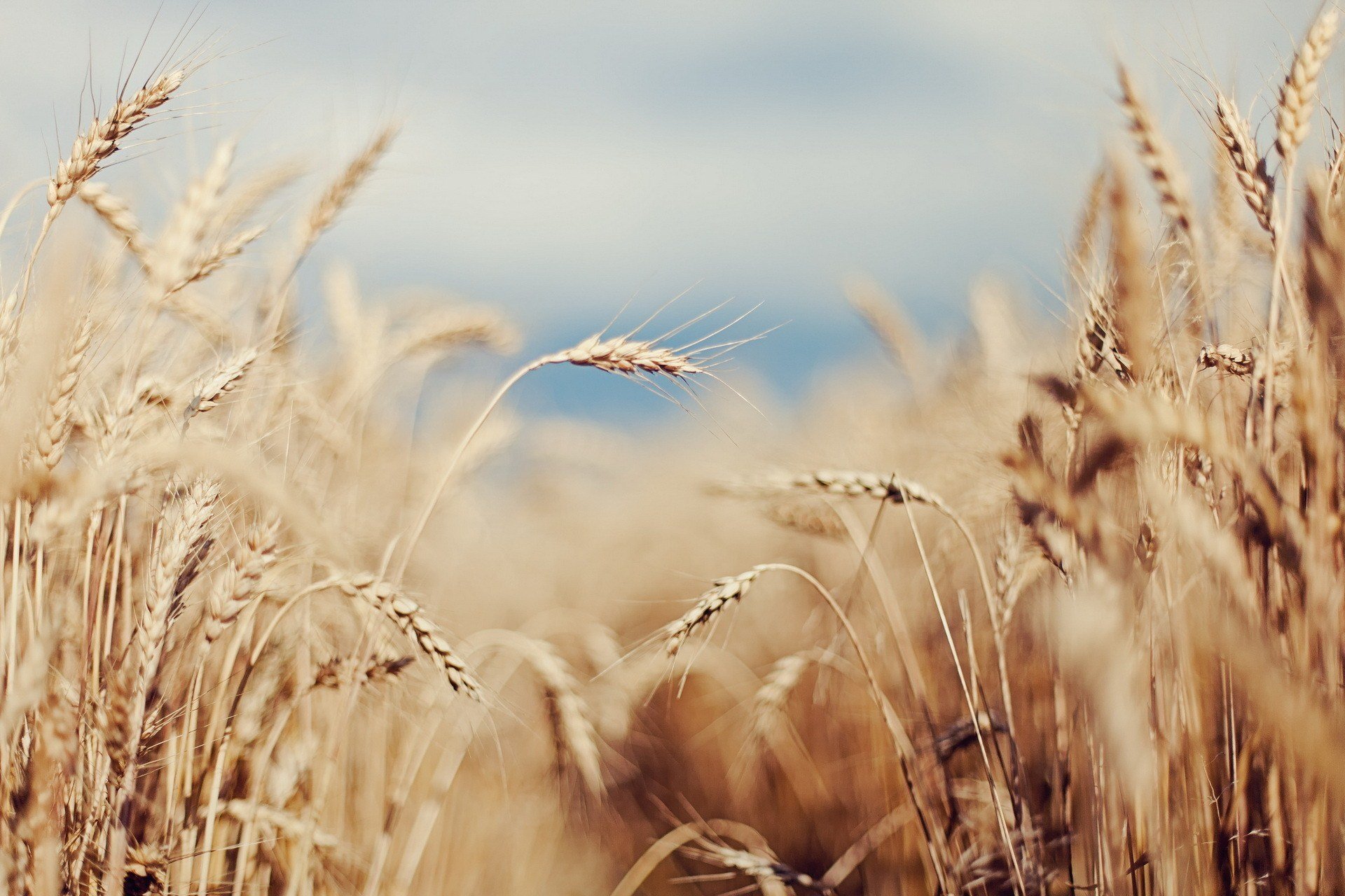 Download Nature Cornfield HD Wallpaper