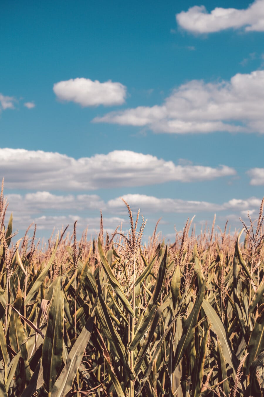 cornfield, corn, agricultural, field
