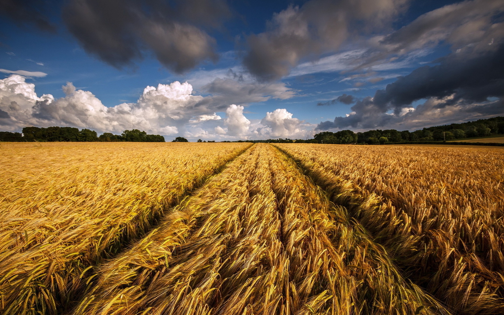 Download Nature Cornfield HD Wallpaper