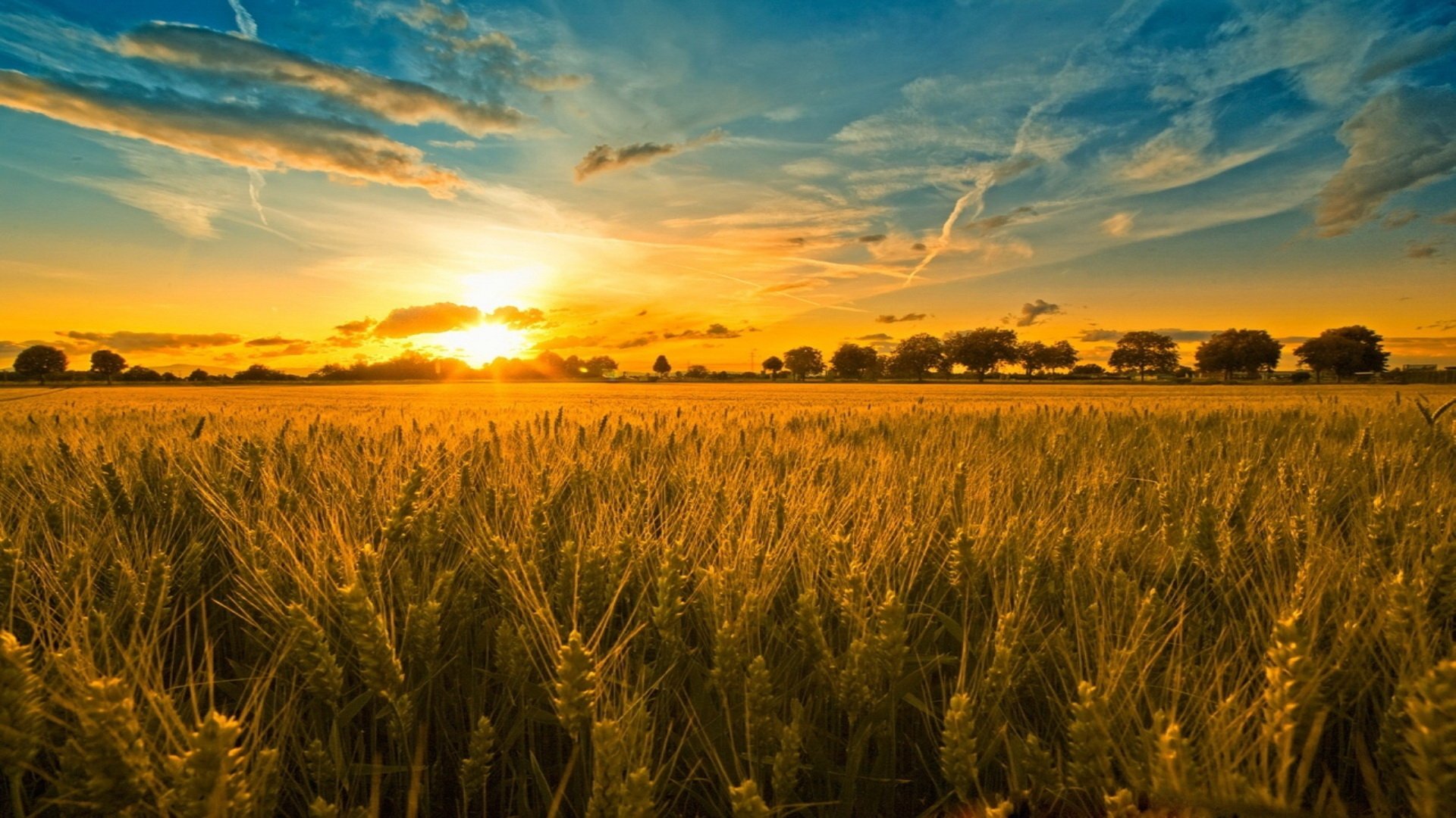 Download Nature Cornfield HD Wallpaper