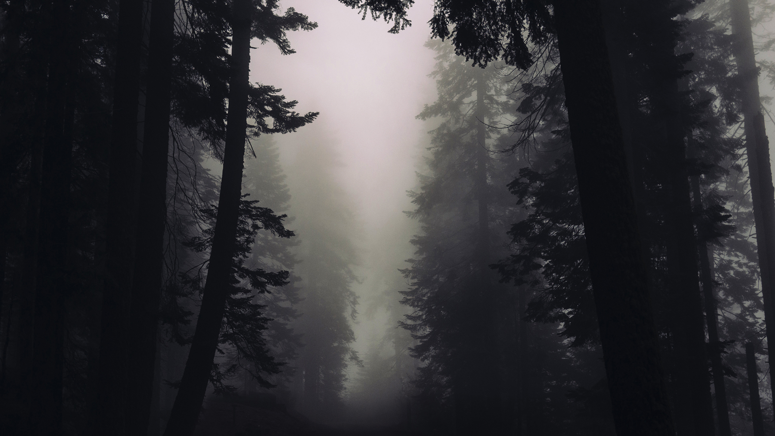 Gothic Forest 2K Wallpaper x