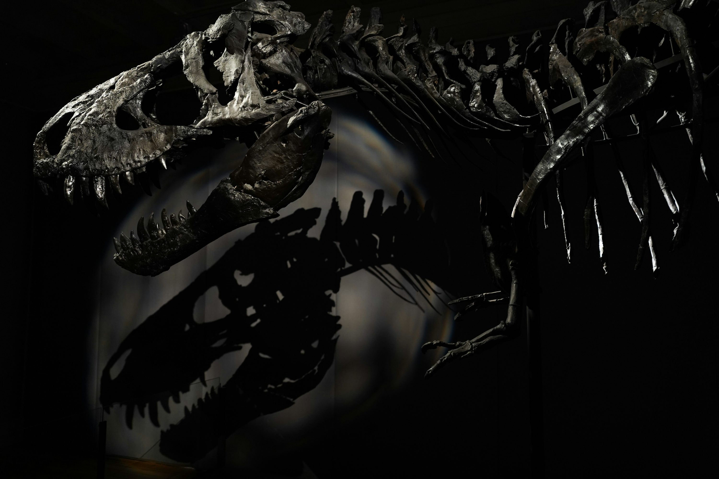 Trex Picture. Download Free Image