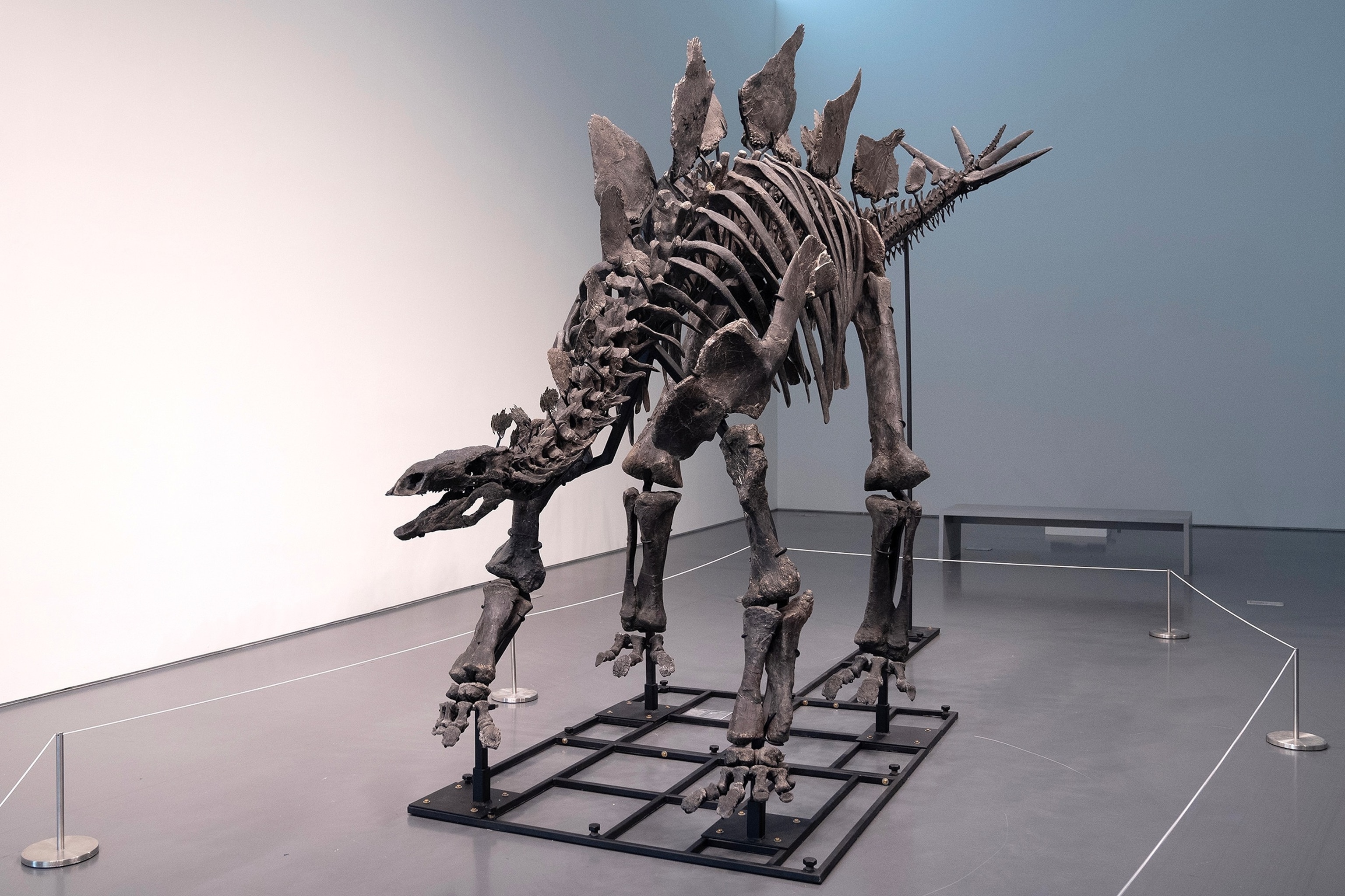 dinosaur fossils? Sale of 'Apex' renews