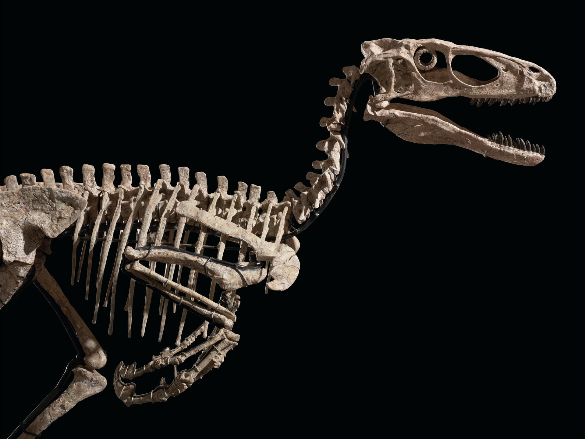 Dinosaur Fossil Sells for $12.4 Million