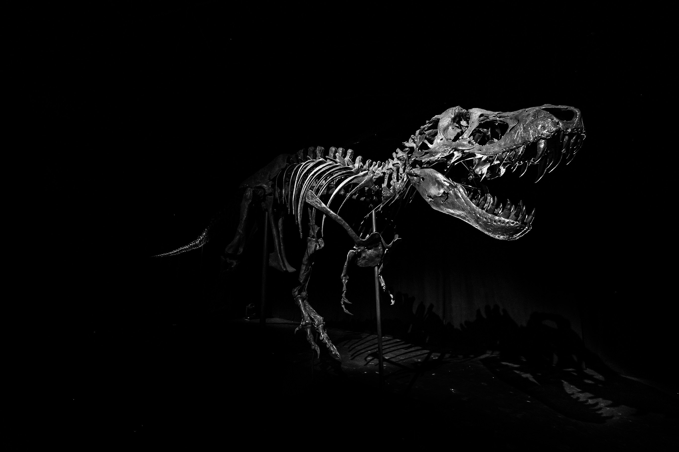 Expensive T. Rex Fossil
