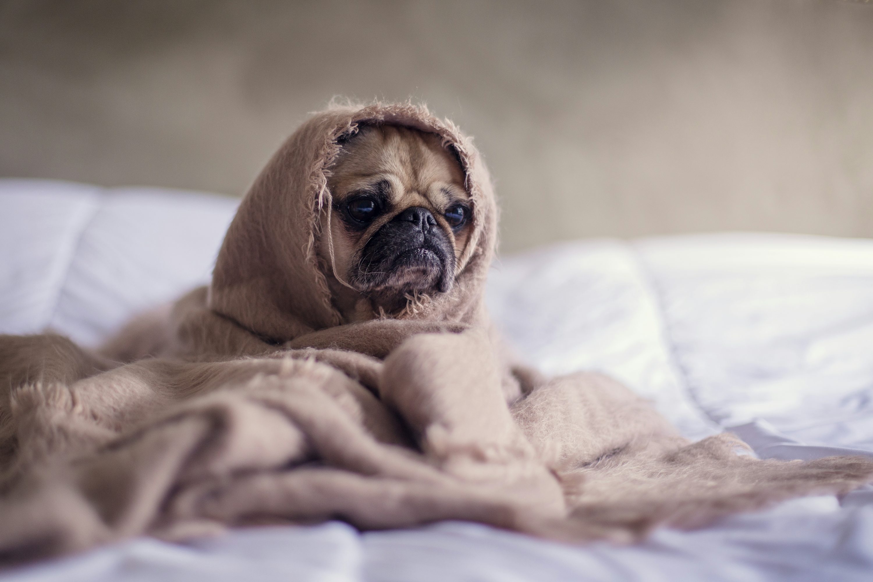 Pug Wallpaper: Free HD Download