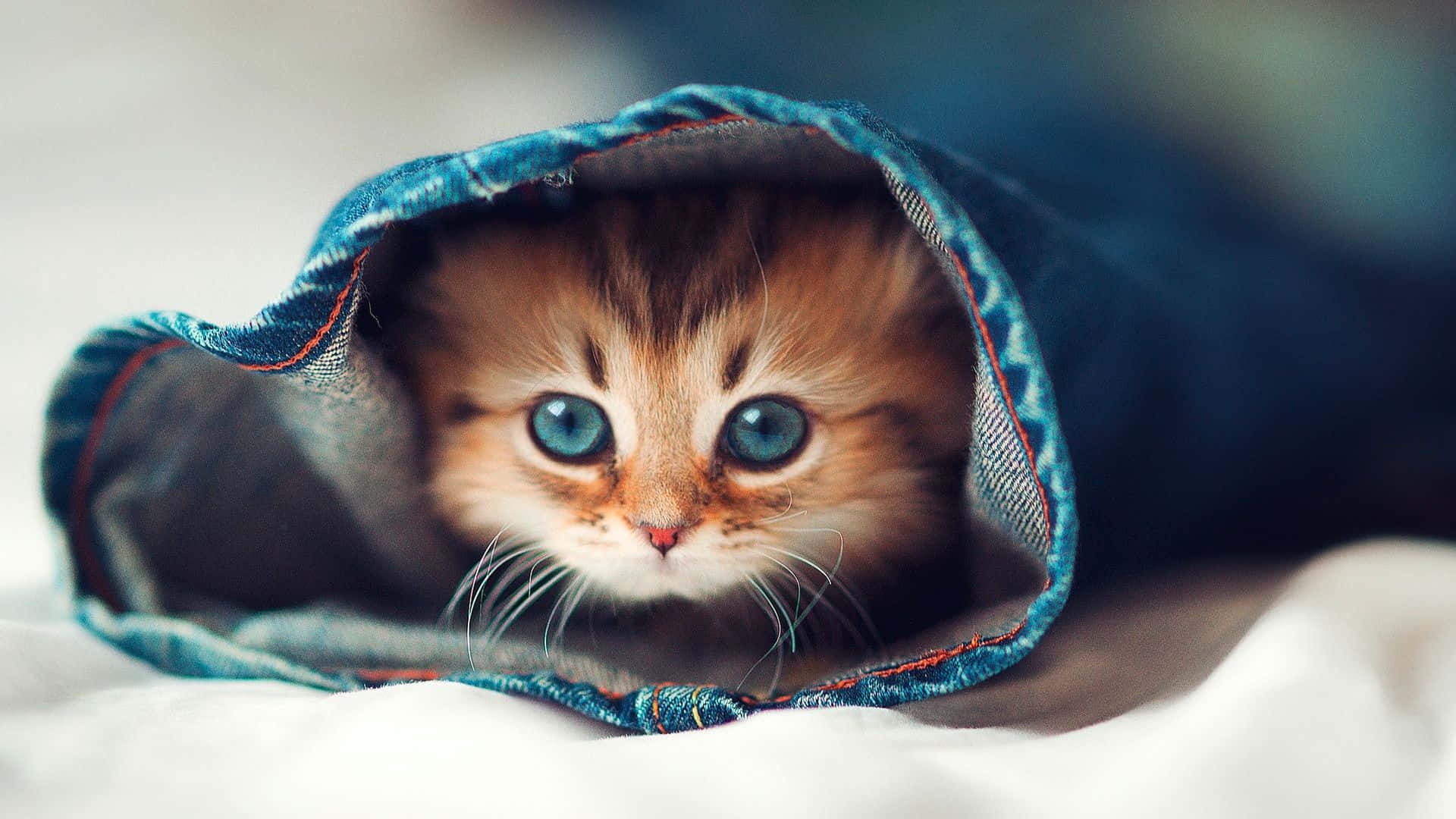 Cat Desktop Wallpaper