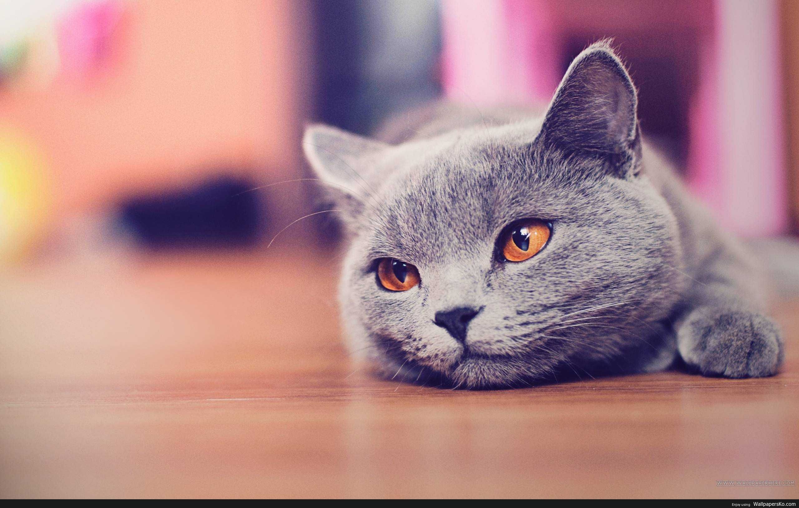 Cat Desktop Wallpaper, HD Wallpaper