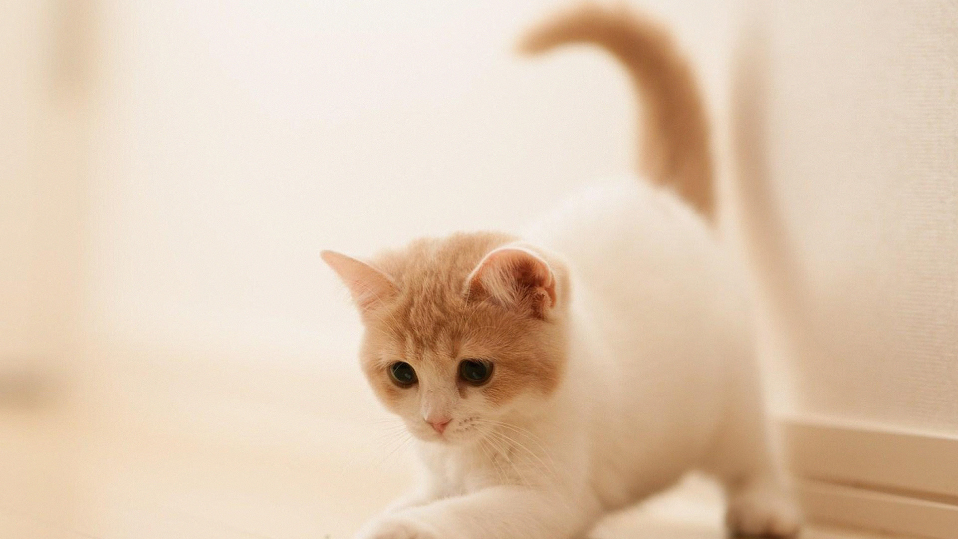 Cute Cat Kitten Animal