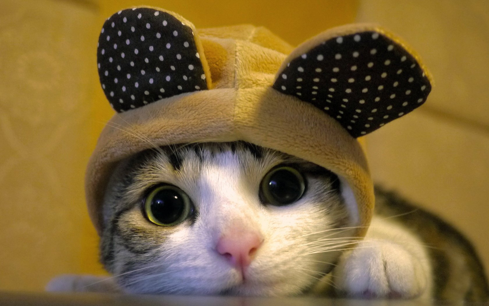 Download Animal Cat Wallpaper