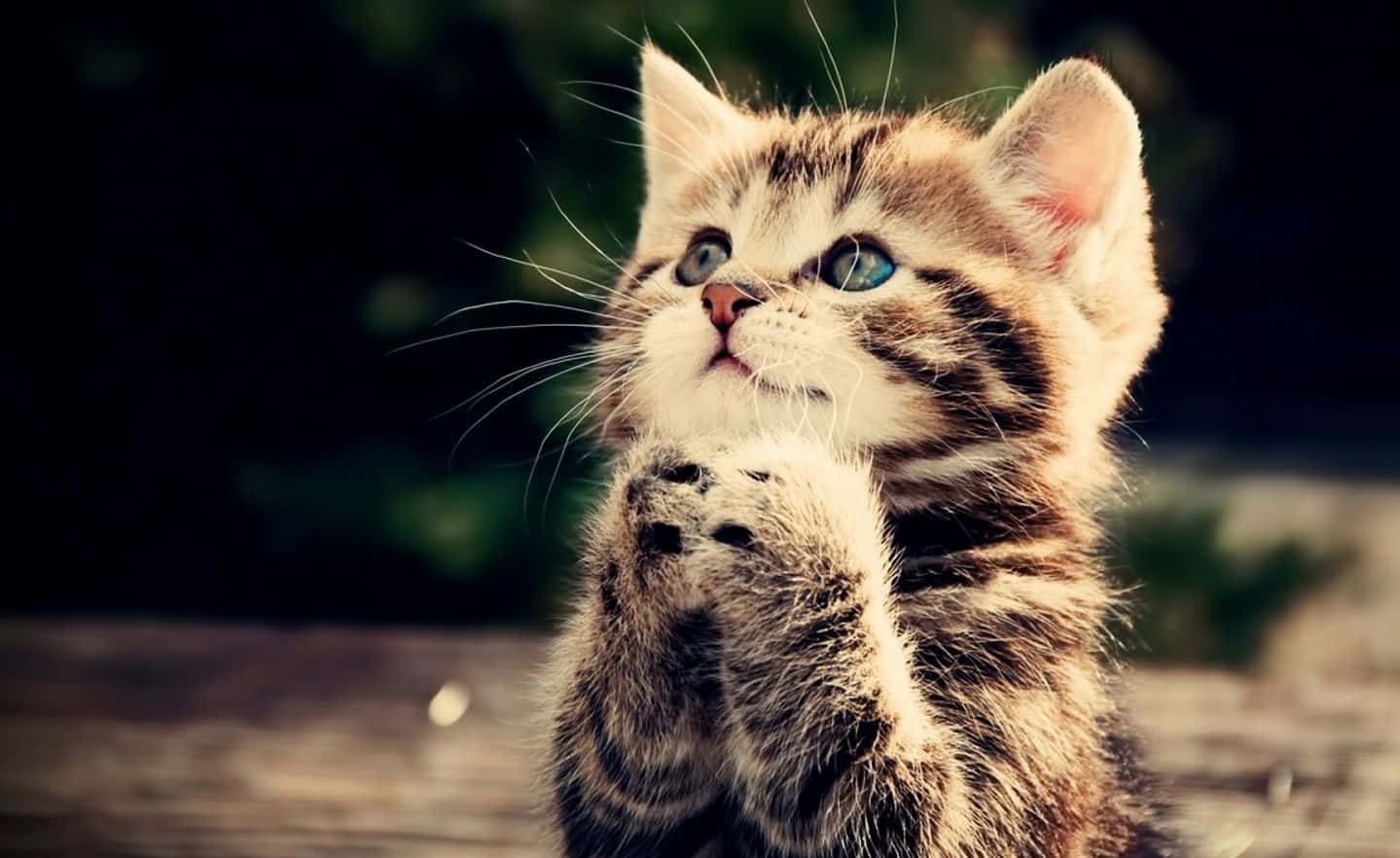 Cat Desktop Wallpaper