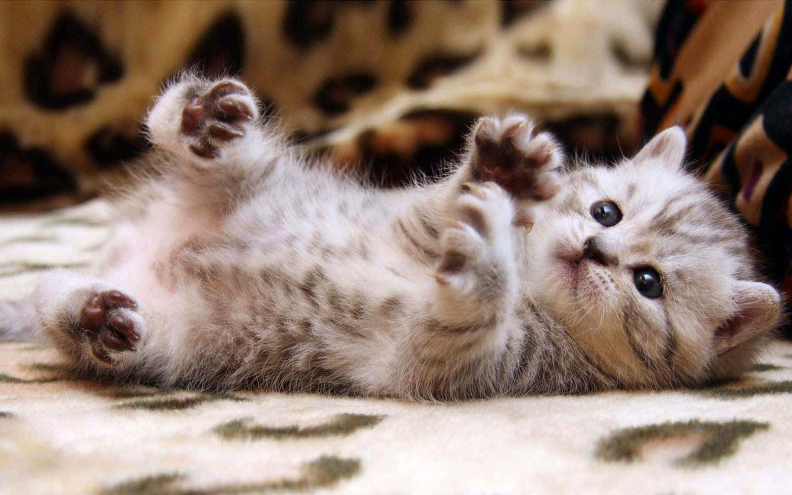 Cat Desktop Wallpaper