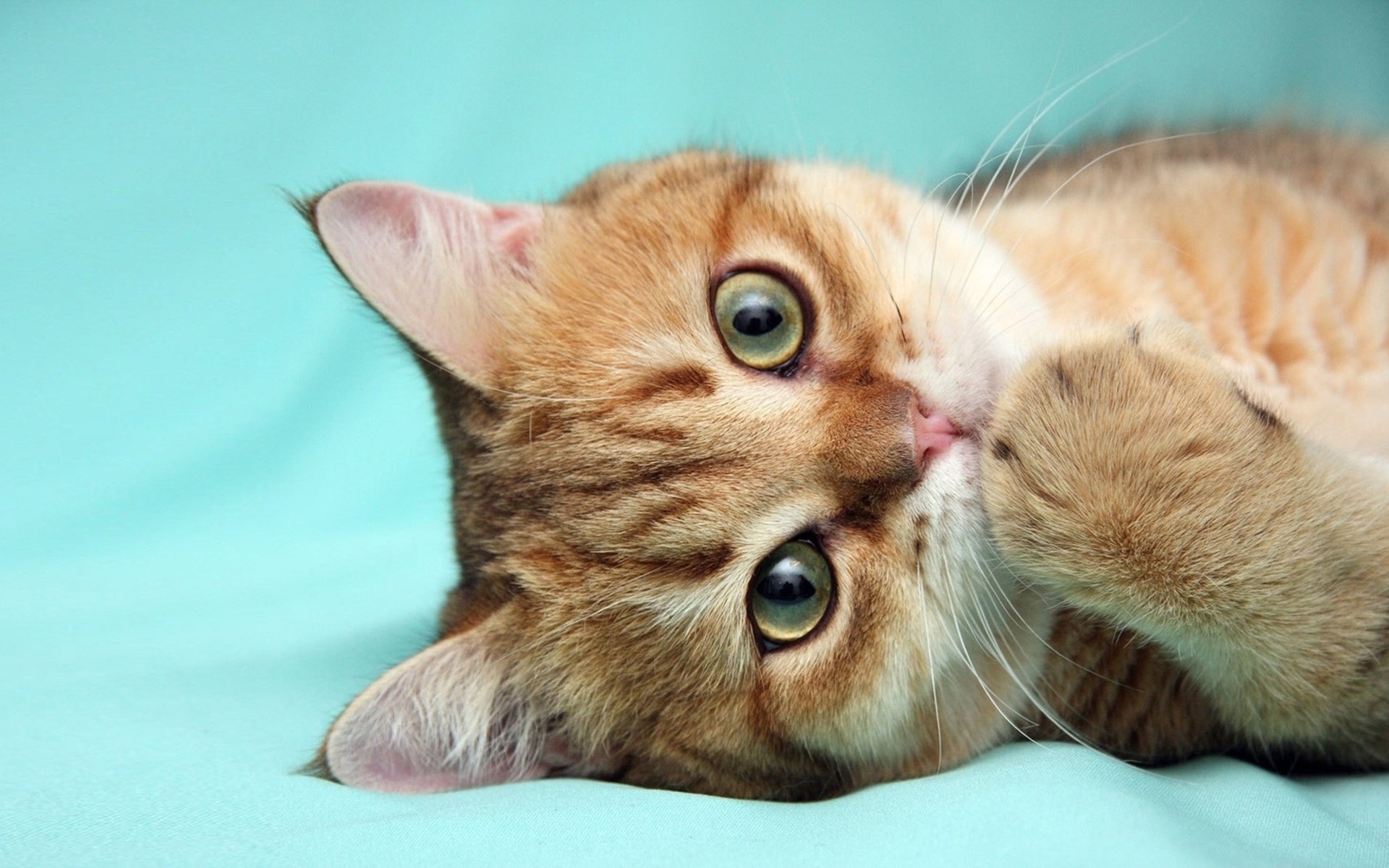 Cute Kitten Animal Cat Cute Cat