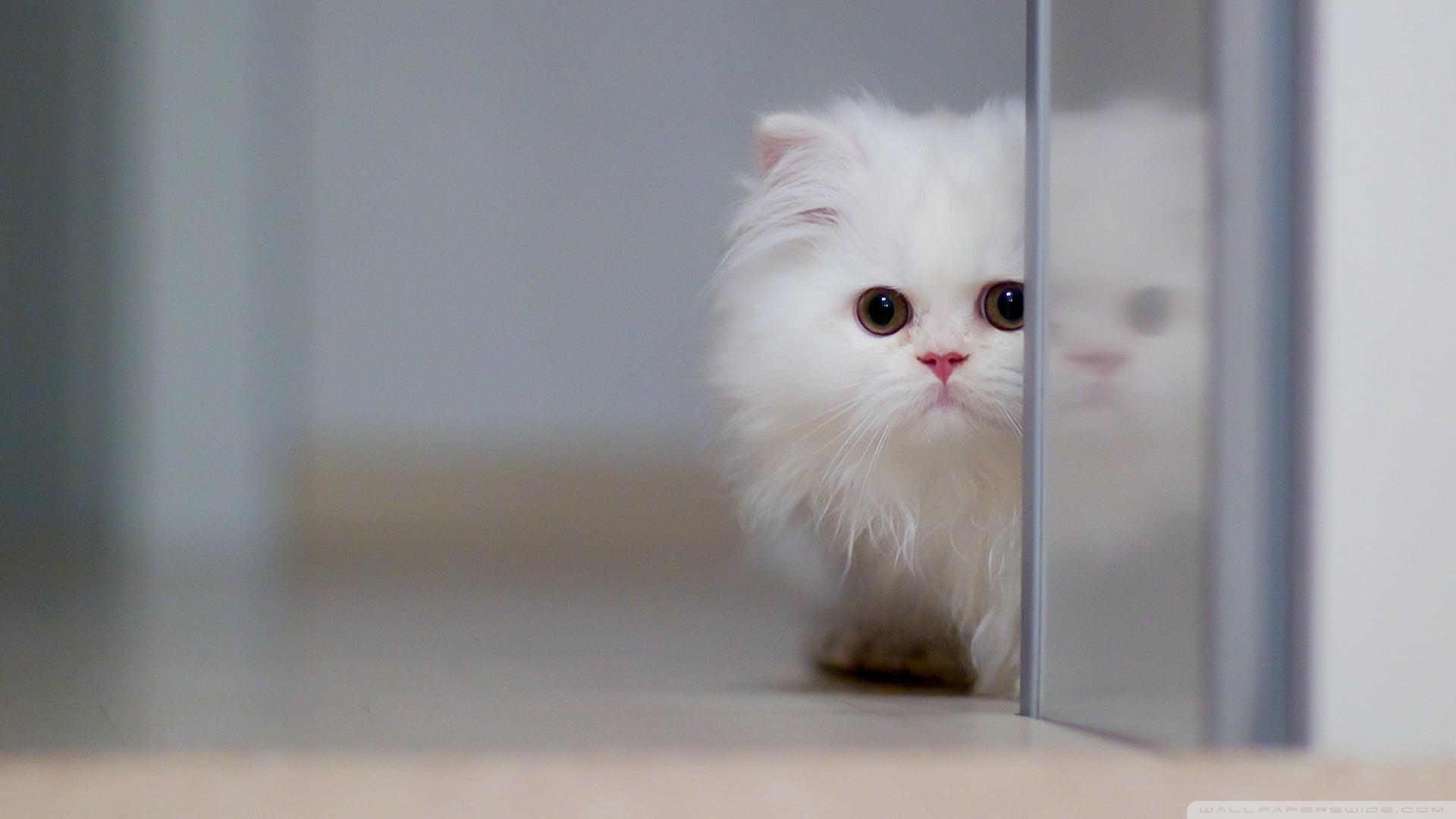 Cat Wallpaper Wallpaper 1920x1080