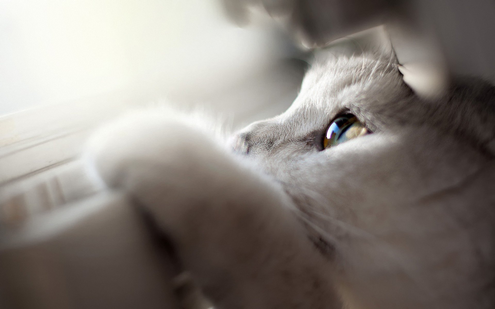 Download Animal Cat HD Wallpaper