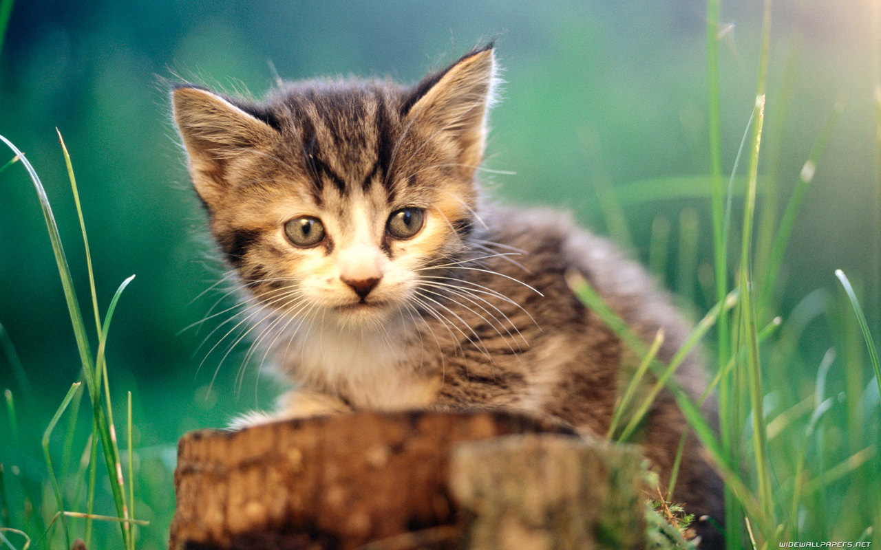Cats desktop wallpaper HD and wide