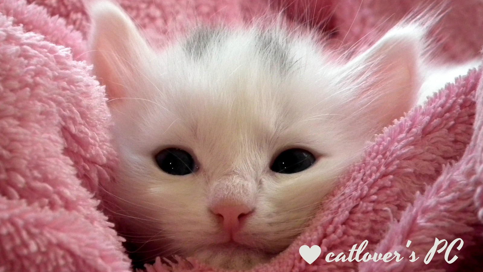 cute cat wallpaper