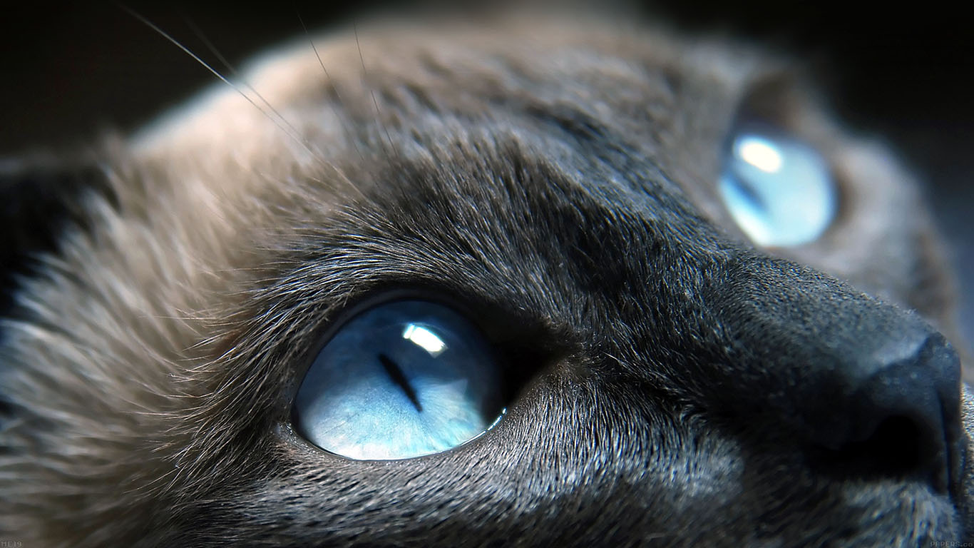 desktop, laptop. cats blue eye cute