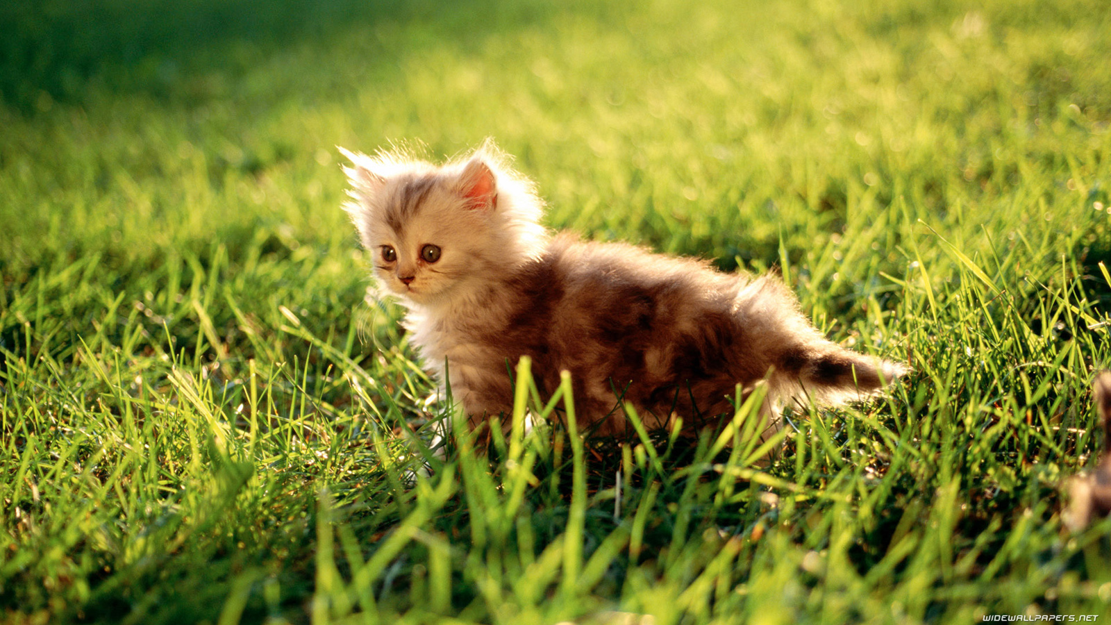 Cats desktop wallpaper HD and wide