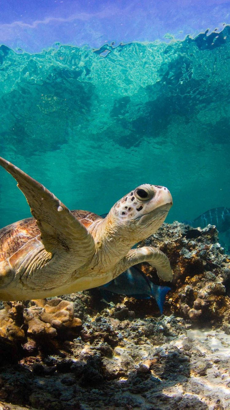Sea Turtle iPhone Wallpaper