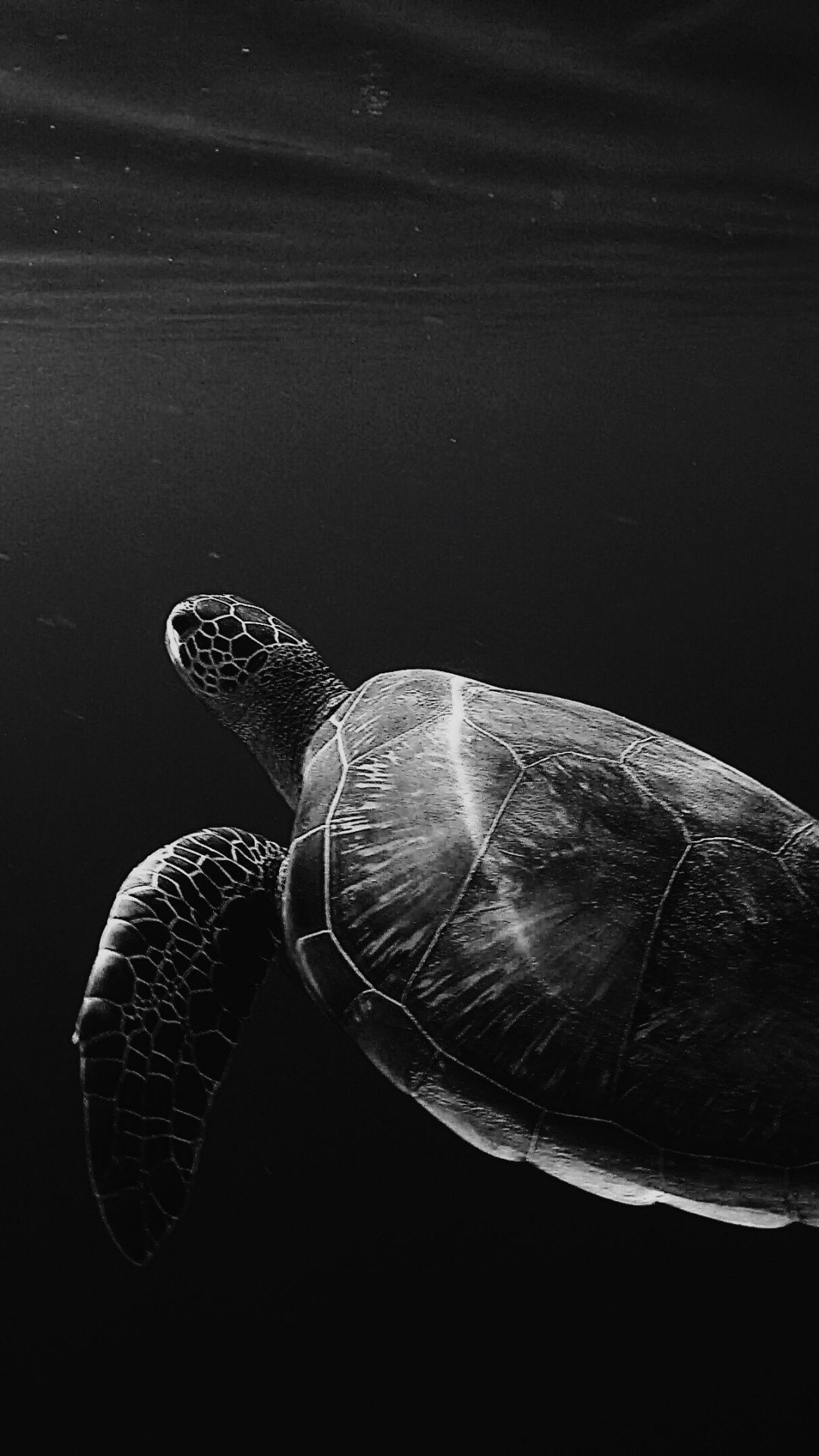 Turtle Wallpaper