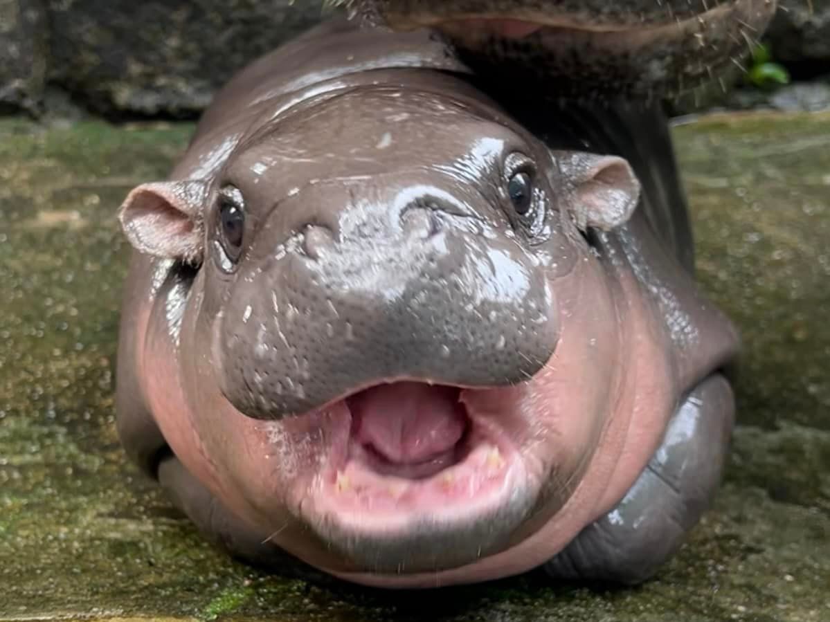 Moo Deng, The Thai Baby Hippo