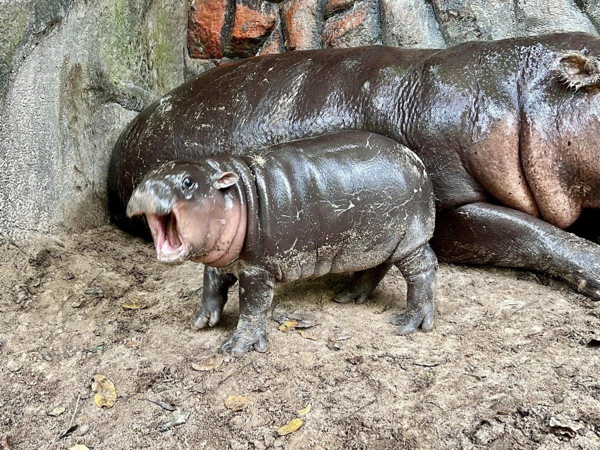 Moo Deng, the viral Thai baby hippo