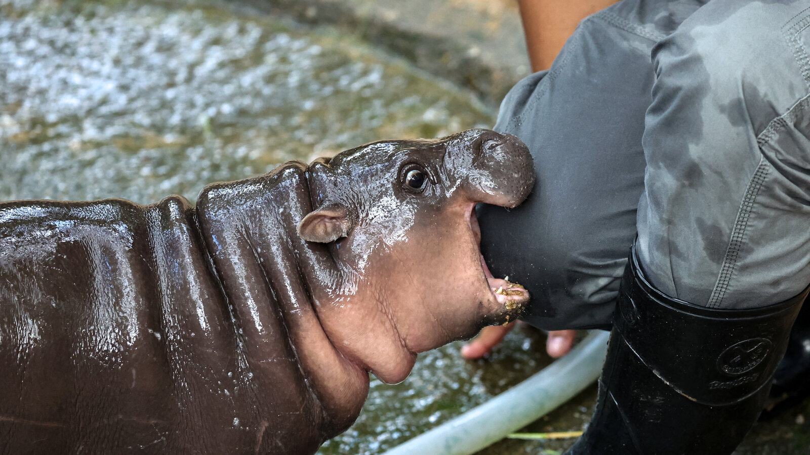 Pygmy Hippopotamus