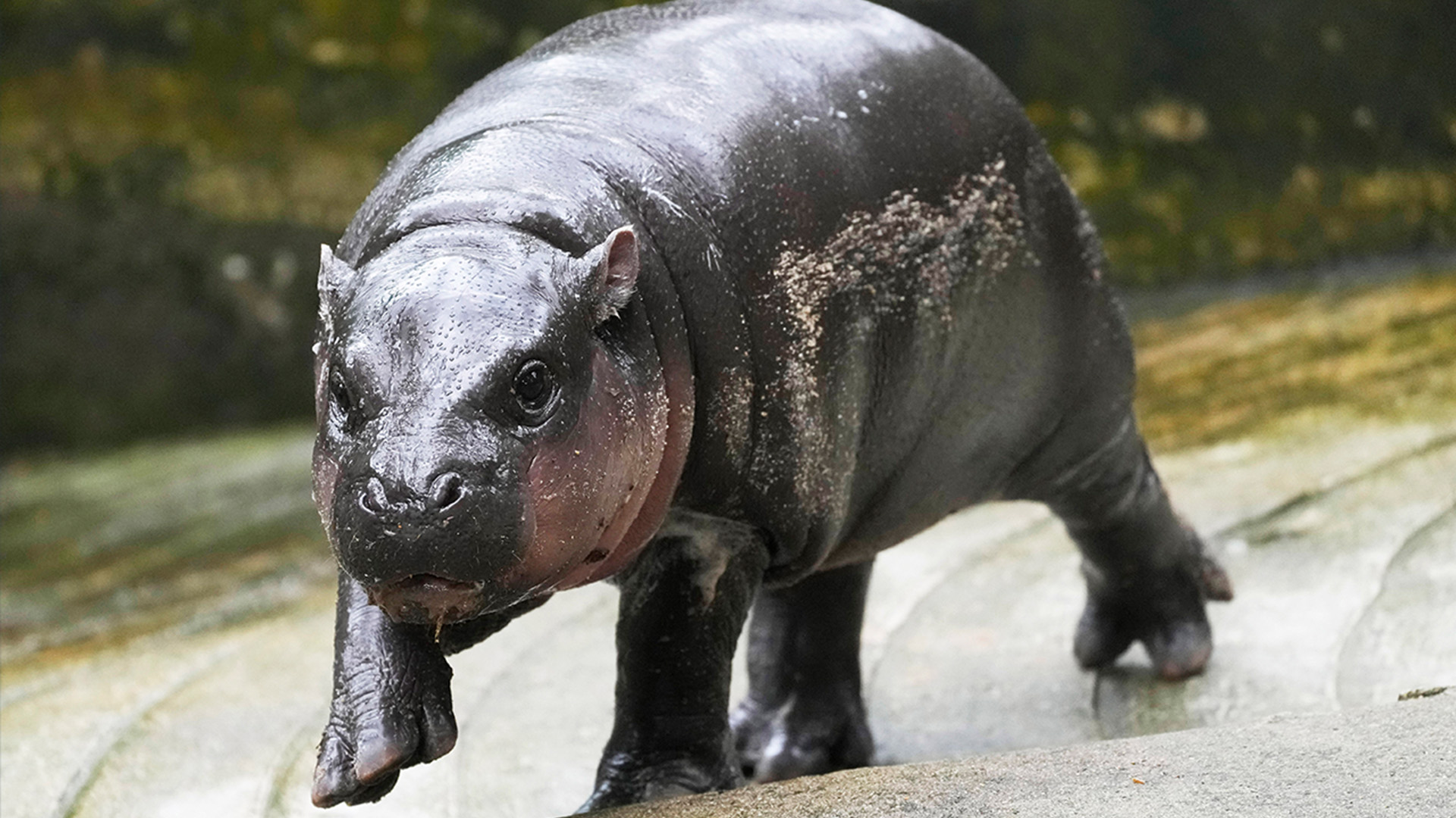 adorable pygmy hippo Moo Deng