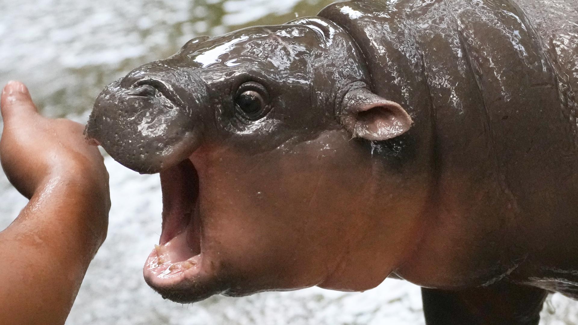 Baby pygmy hippo Moo Deng takes