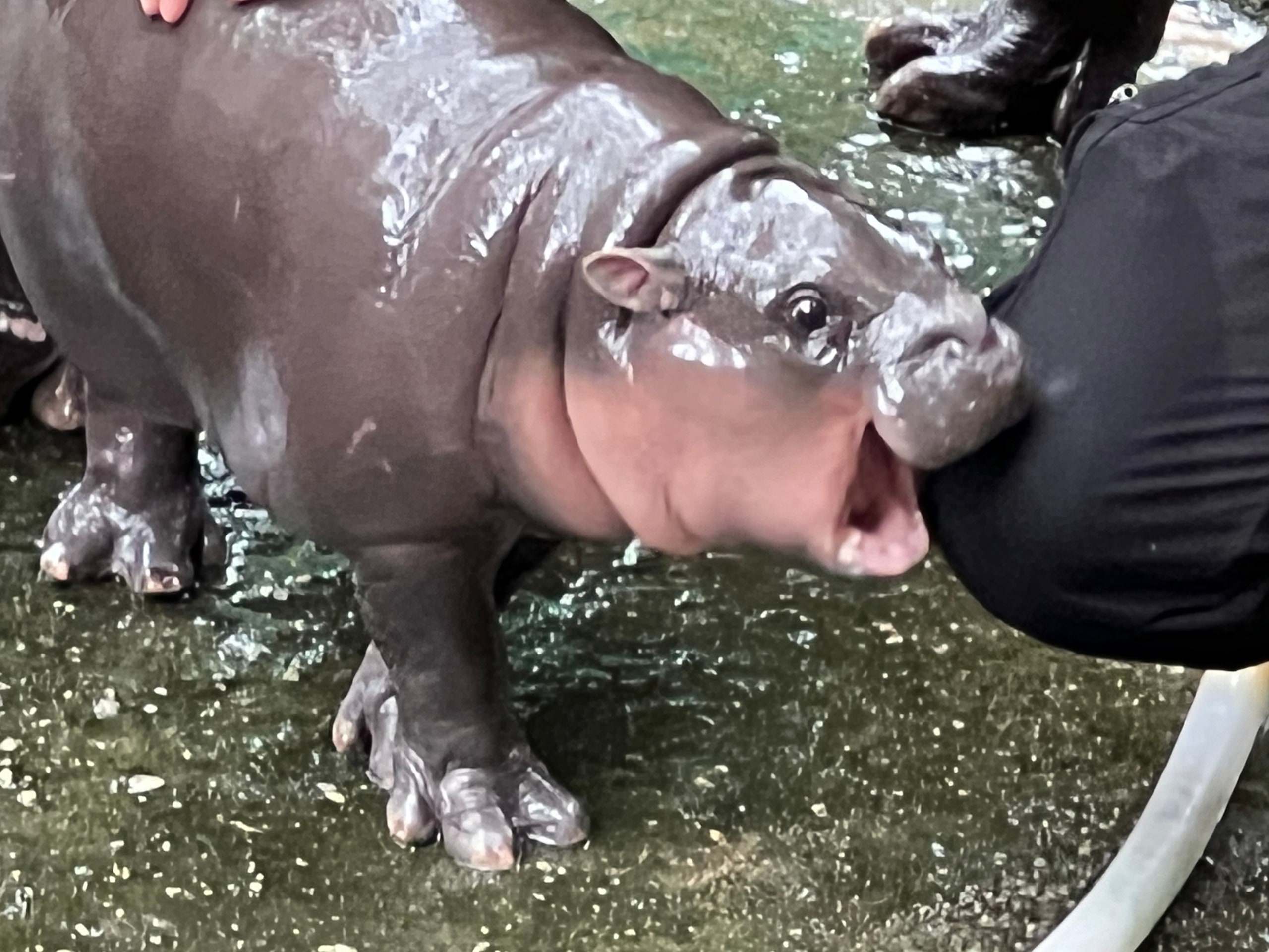 The Baby Pygmy Hippopotamus Moo Deng