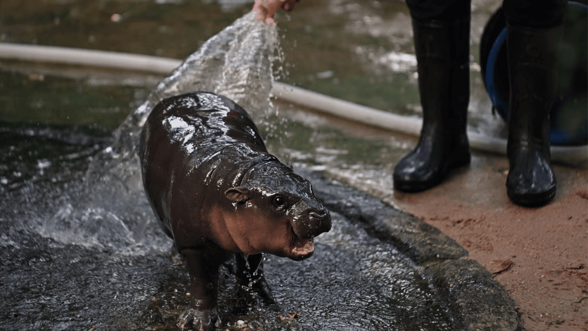 Pygmy Hippo Species