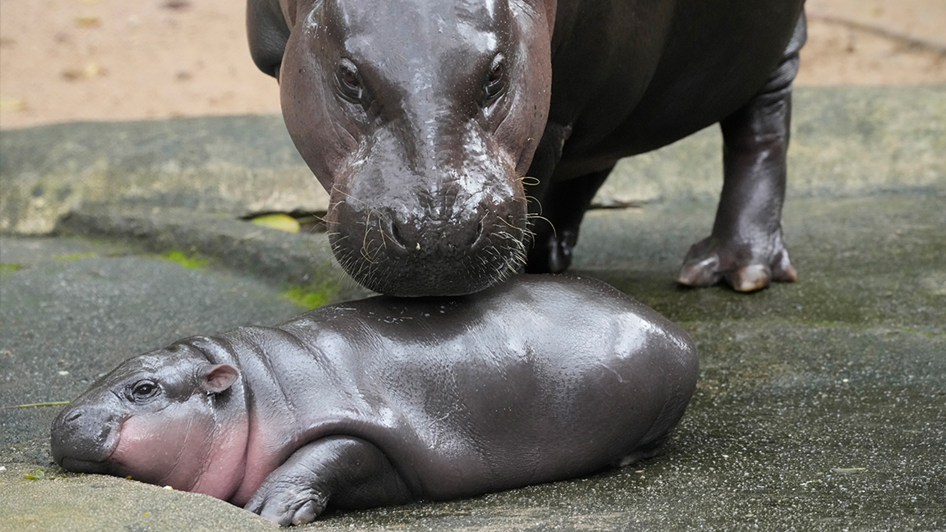 adorable pygmy hippo Moo Deng